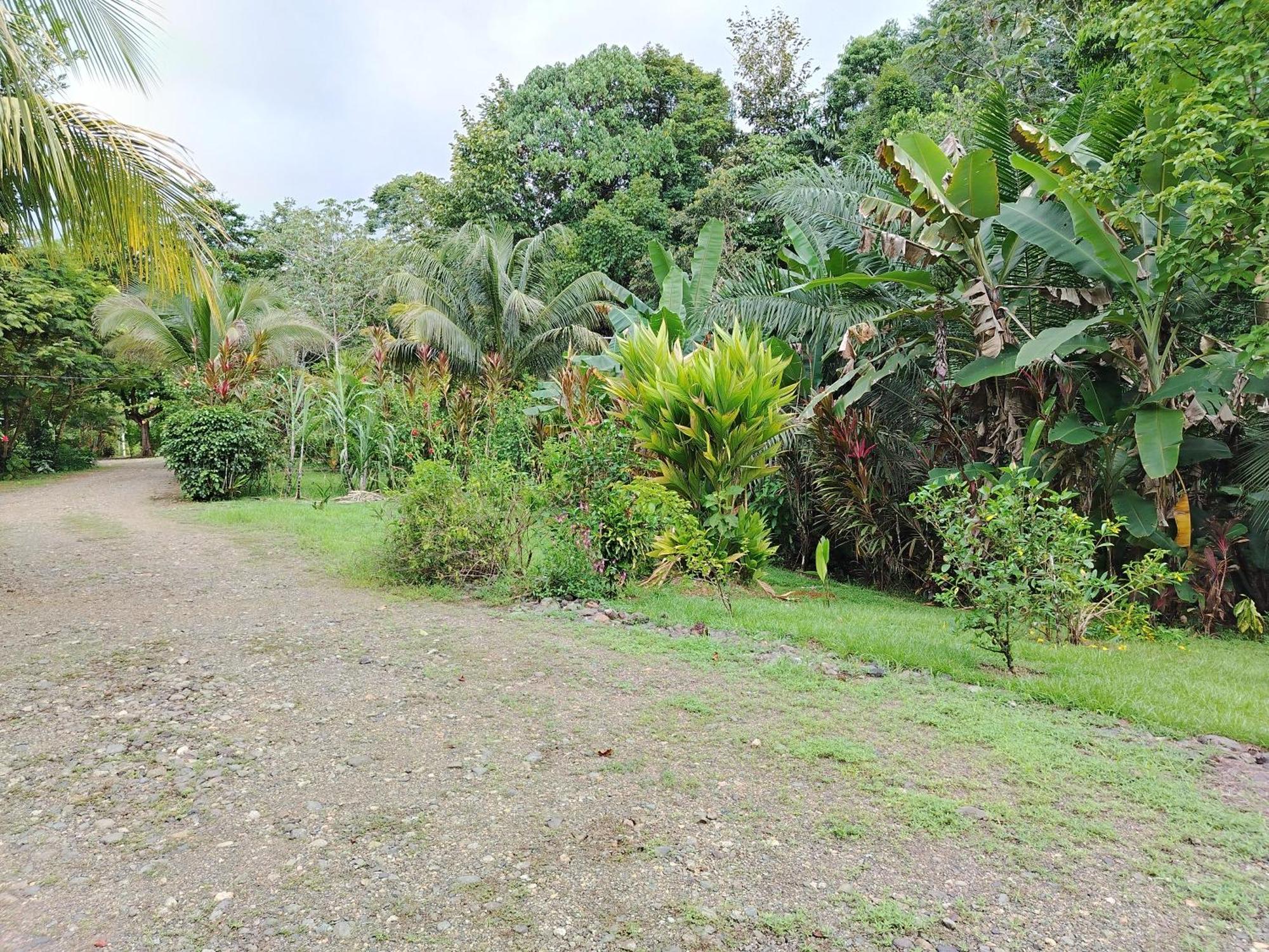 Citronela Lodge Corcovado Drake Bay Ngoại thất bức ảnh