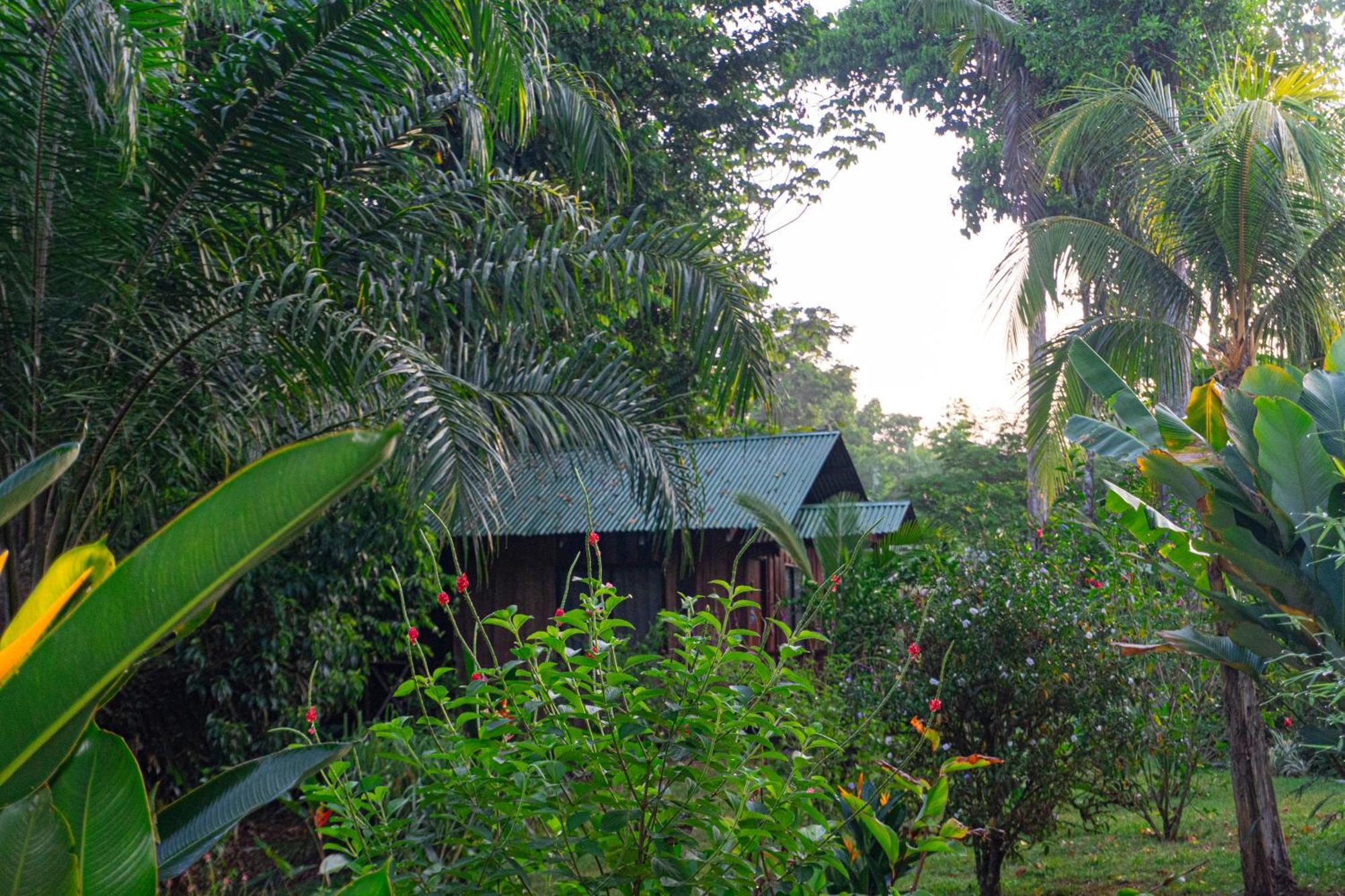 Citronela Lodge Corcovado Drake Bay Ngoại thất bức ảnh